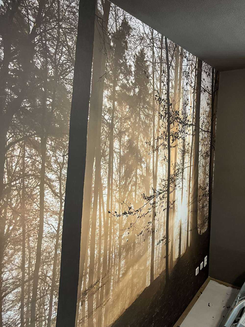 Słońce w mglistym lesie