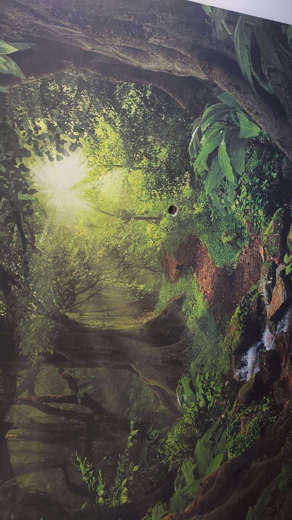 Tropikalna dżungla w świetle słońca