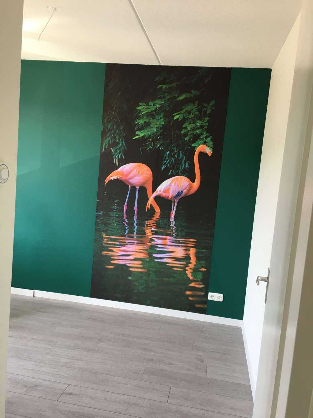 Dwa karaibskie flamingi