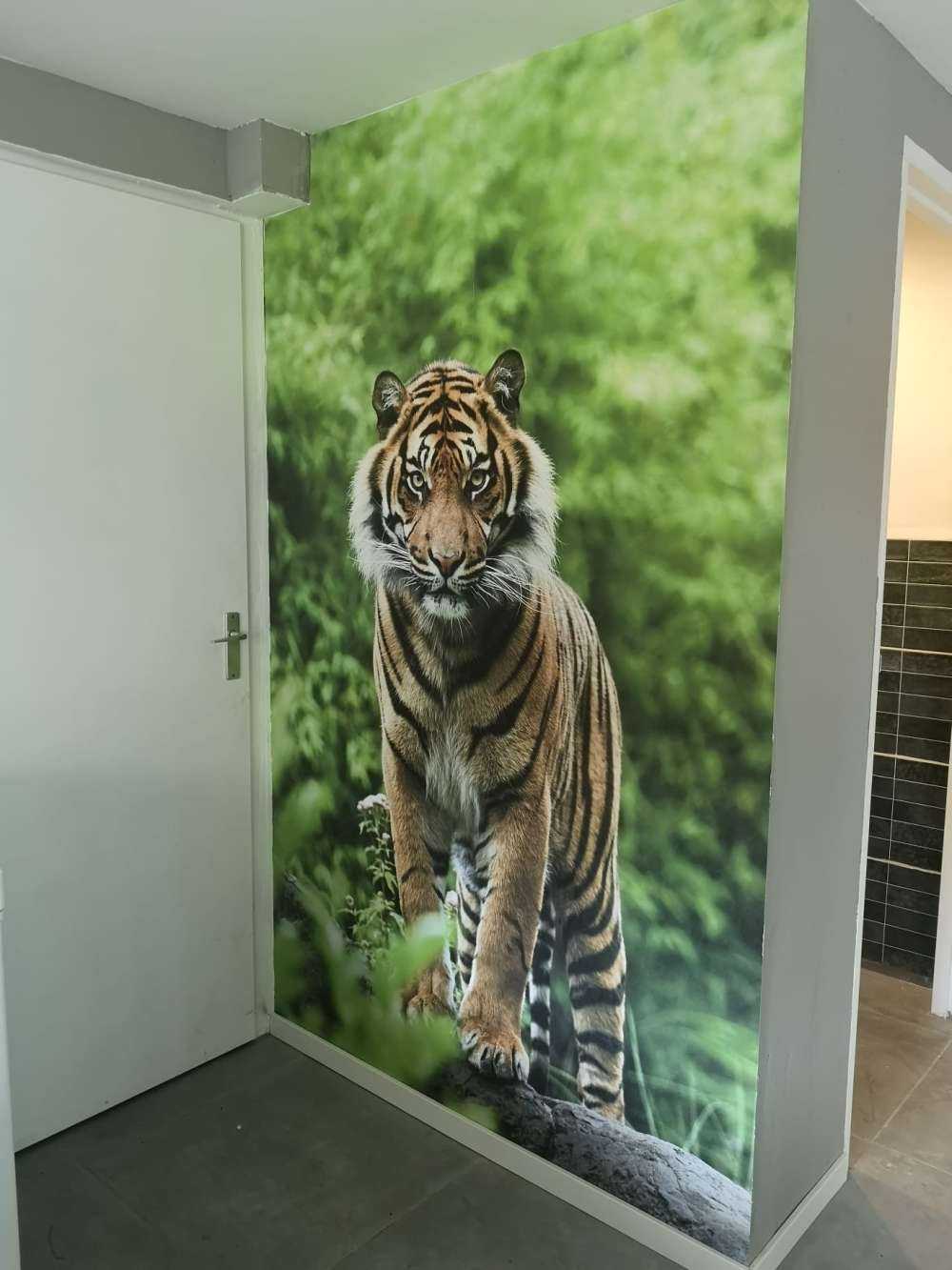 Tygrys stojący na kamieniu