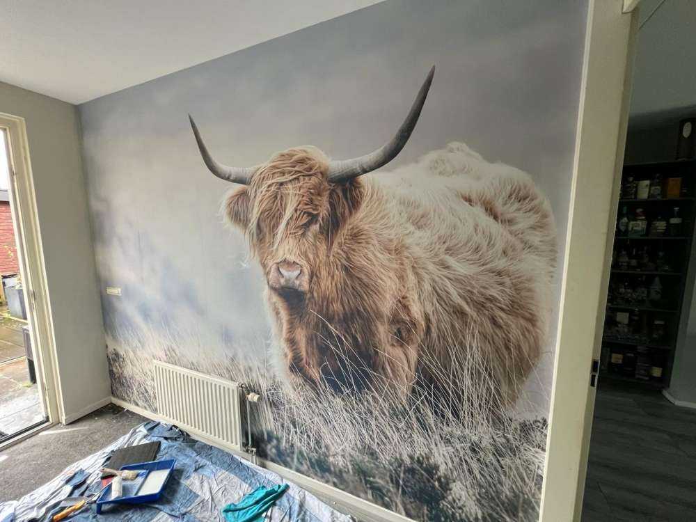 Szkocka rasa wyżynna w przyrodzie