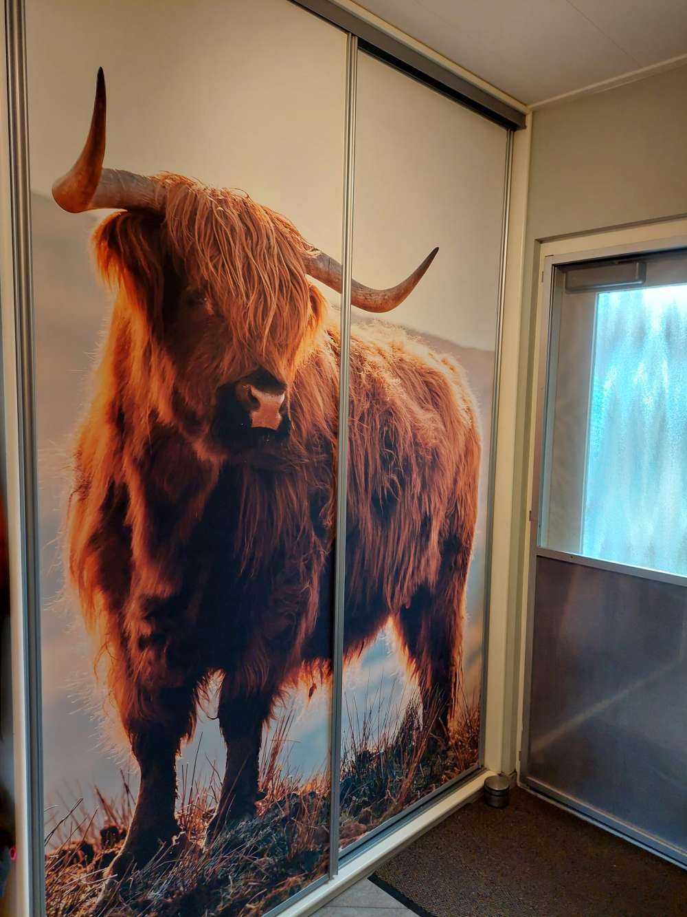 Szkocki wyżyn na wzgórzu