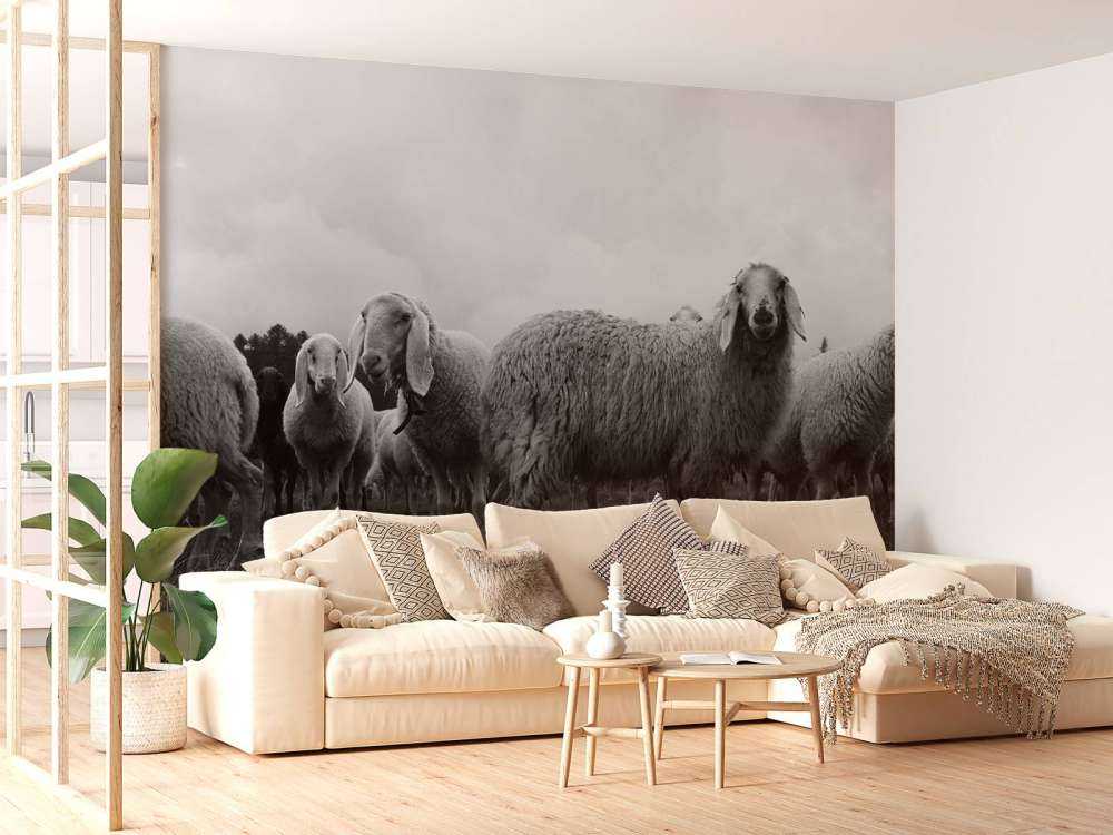 Stado owiec w czerni i bieli