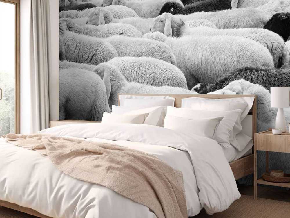 Czarna i biała owca