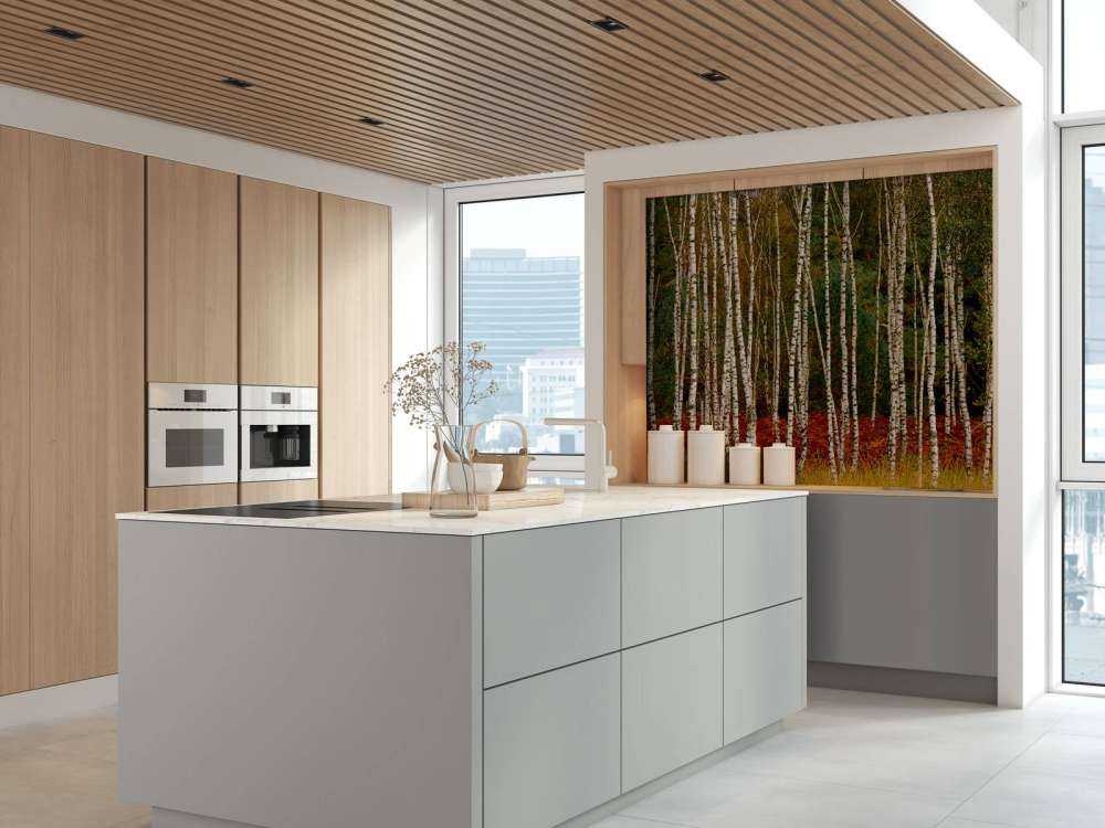 Brzozy na skraju lasu