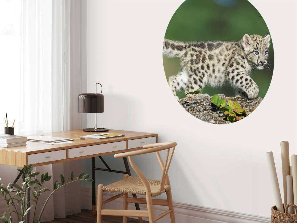 Młode pantery śnieżnej