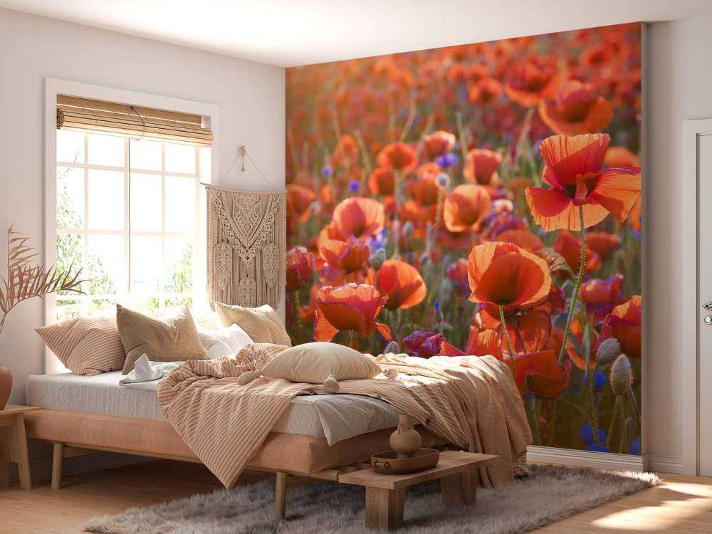 Maki w wieczornym świetle