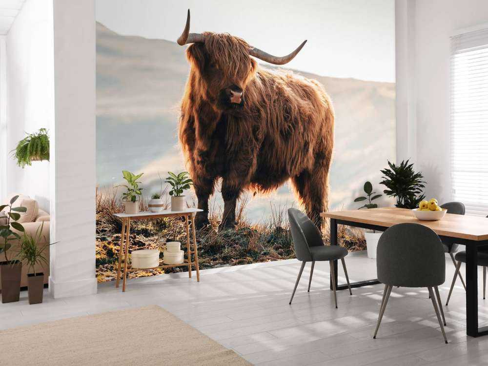 Szkocki wyżyn na wzgórzu