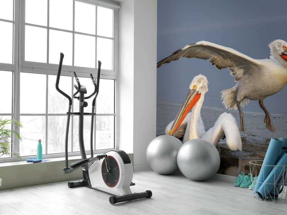 pelikan dalmatyński