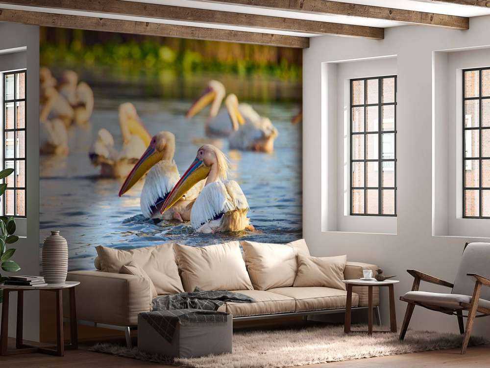 Pelikany na wolności