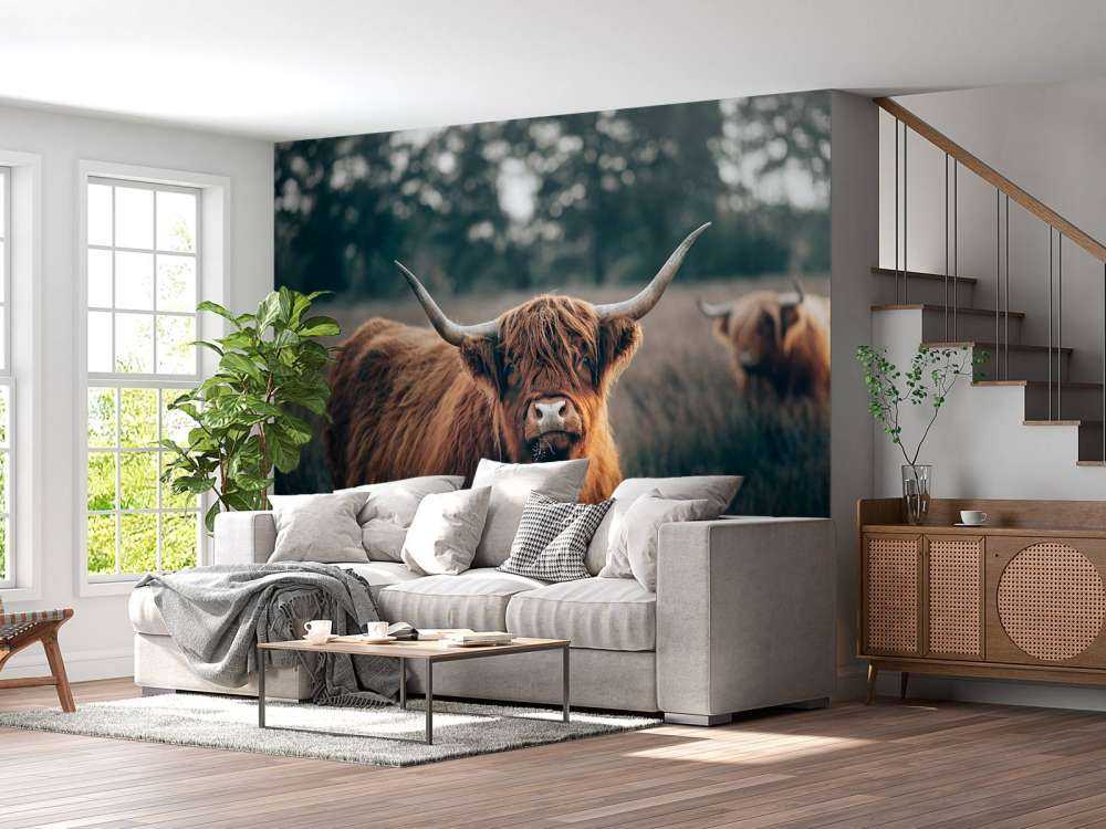 Szkocki góral w zbliżeniu