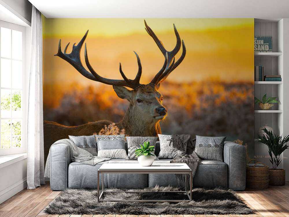 Jeleń w rezerwacie przyrody