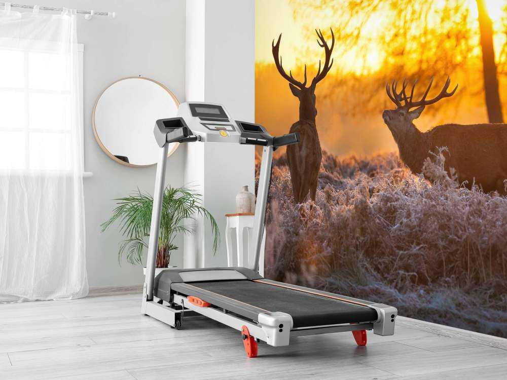 Jeleń o zachodzie słońca