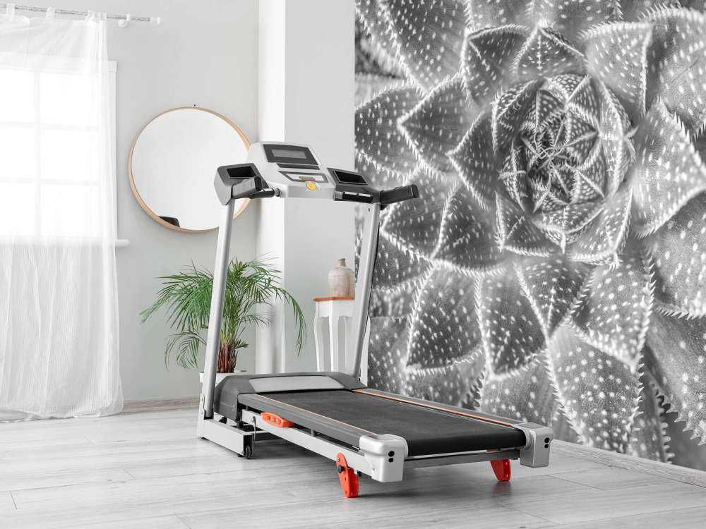 Sukulent w czerni i bieli