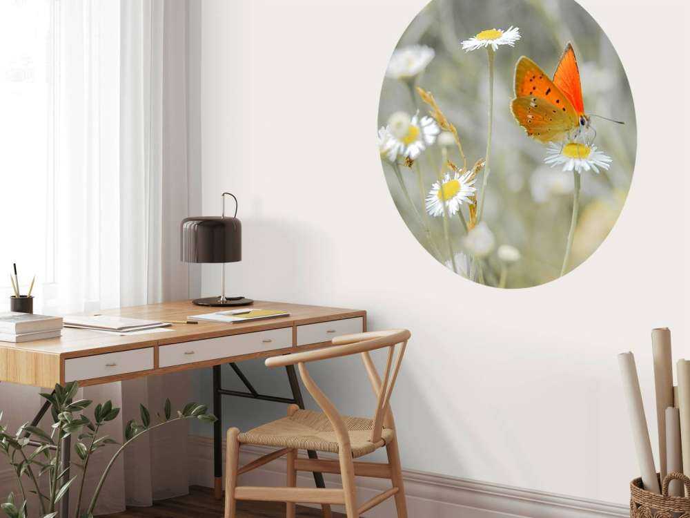 Stokrotki i pomarańczowy motyl