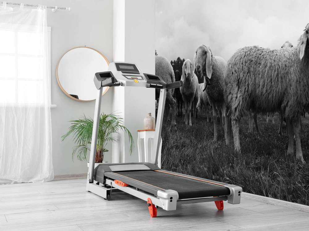 Stado owiec w czerni i bieli