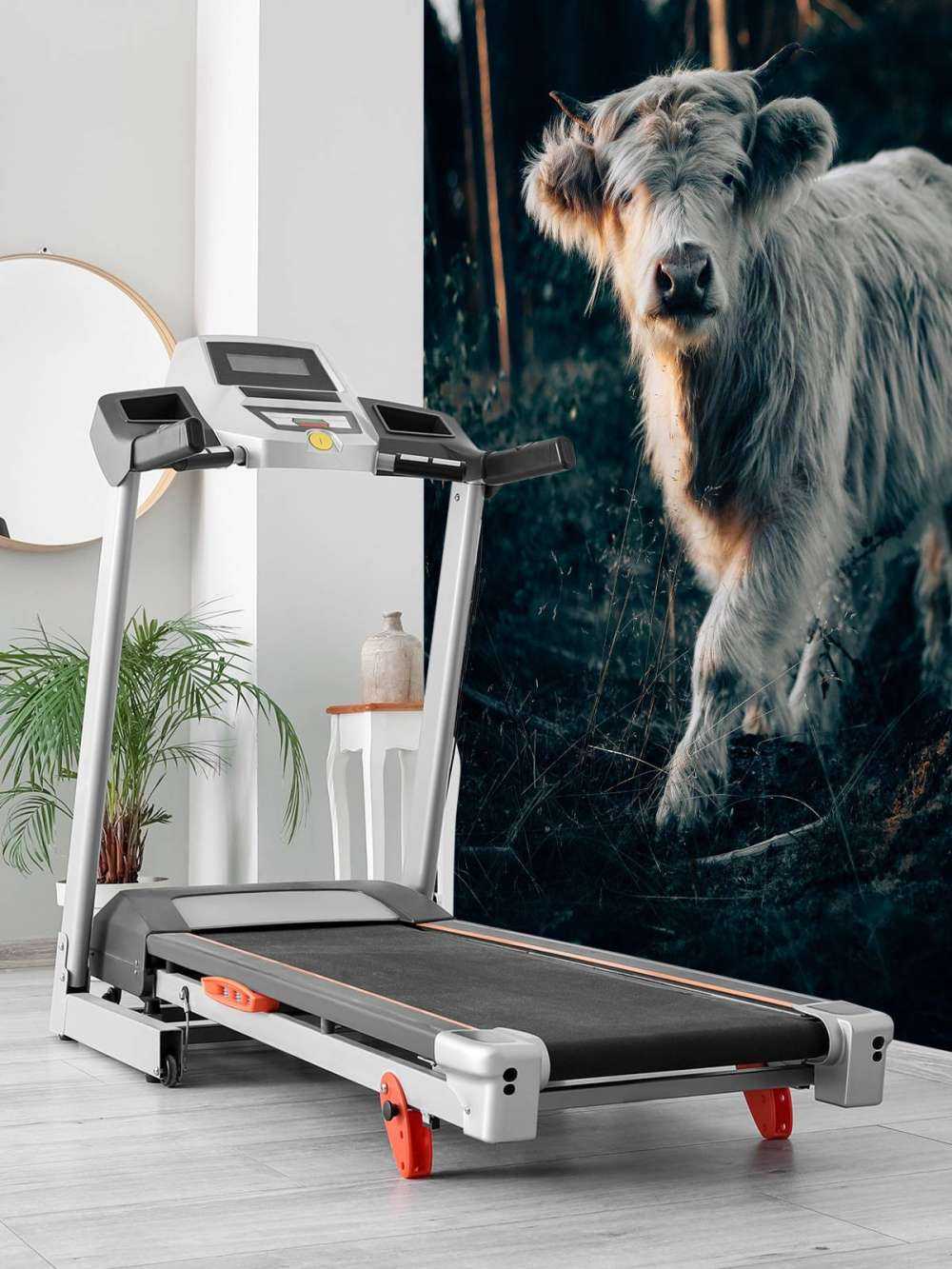 Góral szkocki młode