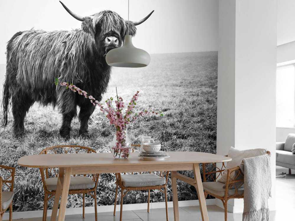 Szkocka rasa wyżynna w trawie