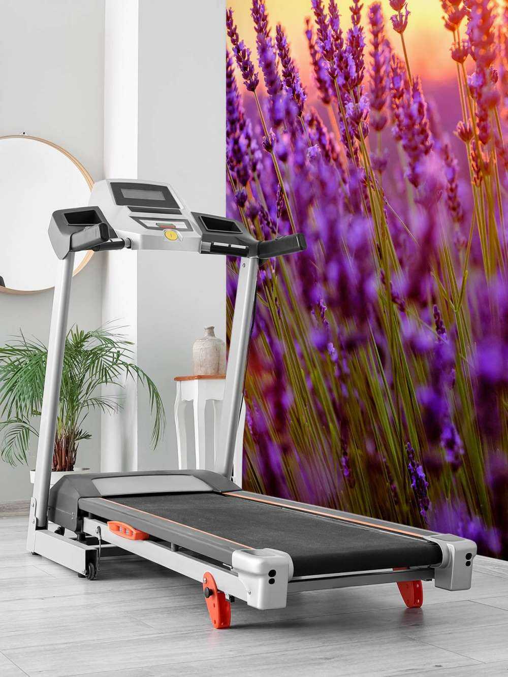 Lawenda w zbliżeniu