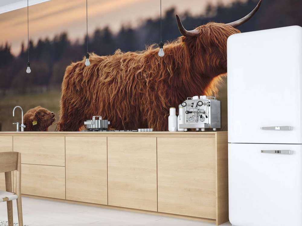 Szkockie wyżyny na łące