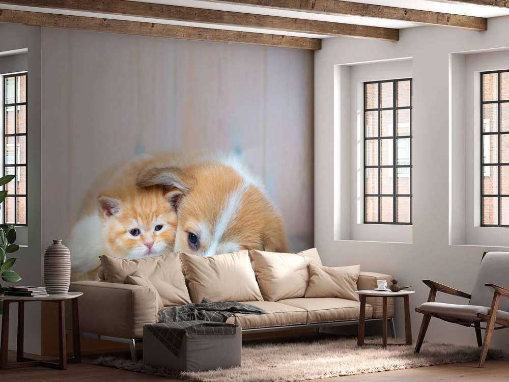 Tapeta dla kota. Zdjęcie kociaka i szczeniaka.