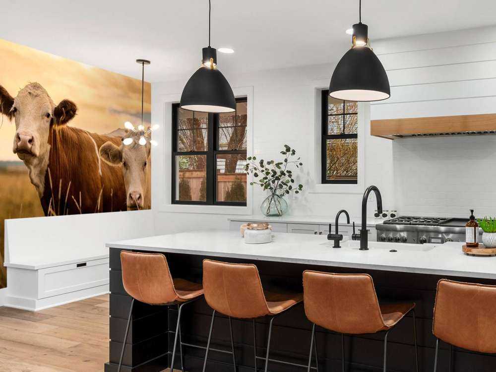 Krowy w wieczornym słońcu