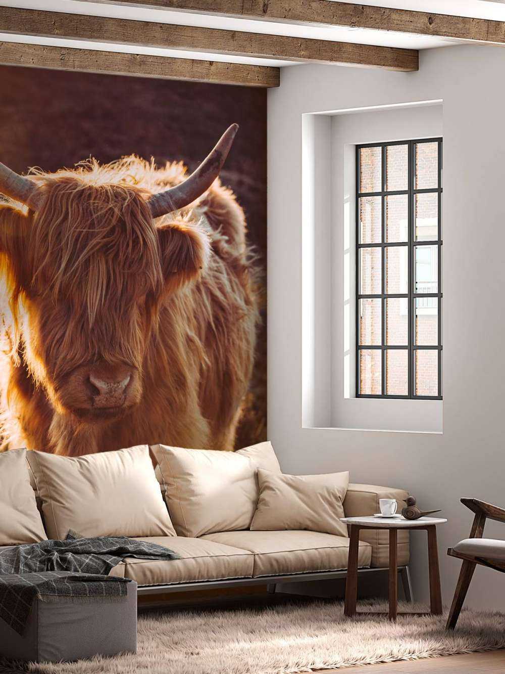 Szkocki wyżyn w słońcu