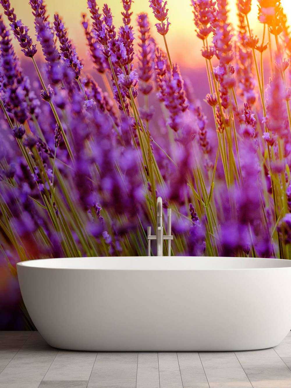 Lawenda w zbliżeniu