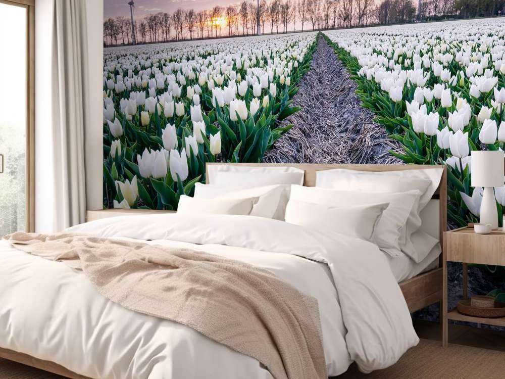 Pole tulipanów białych