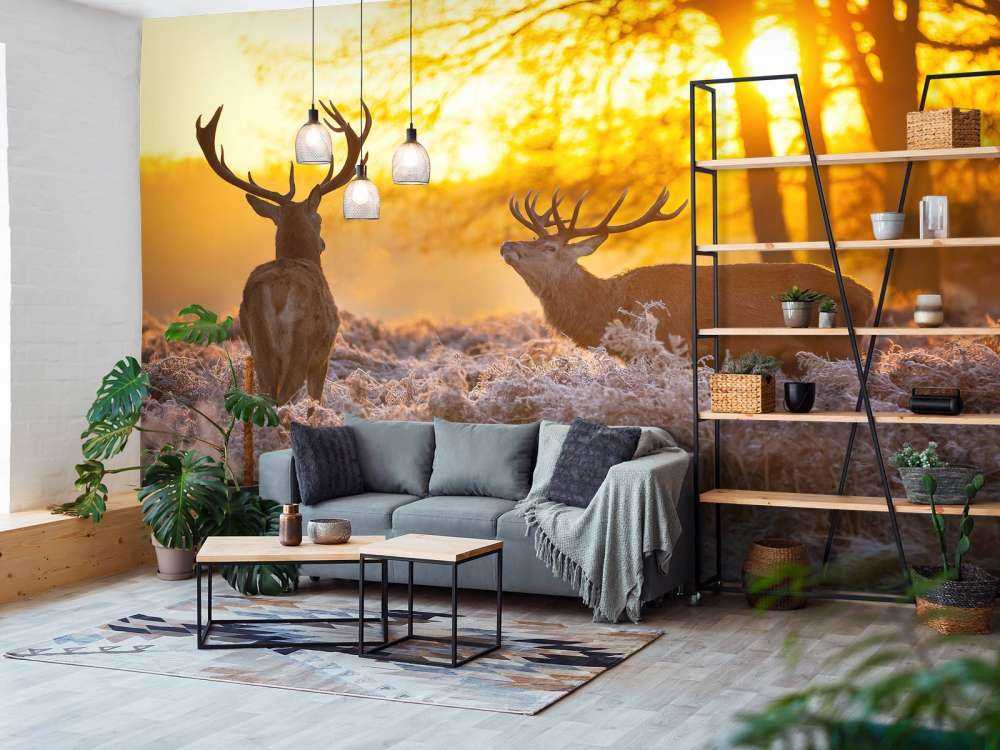 Jeleń o zachodzie słońca