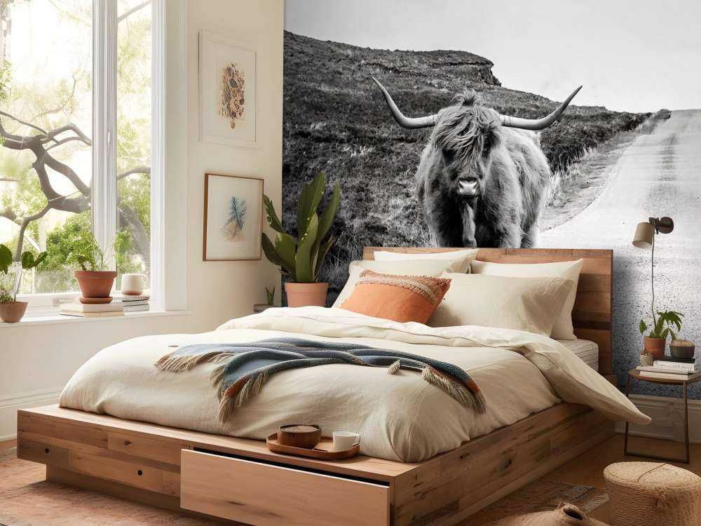 Szkocka rasa wyżynna na drodze