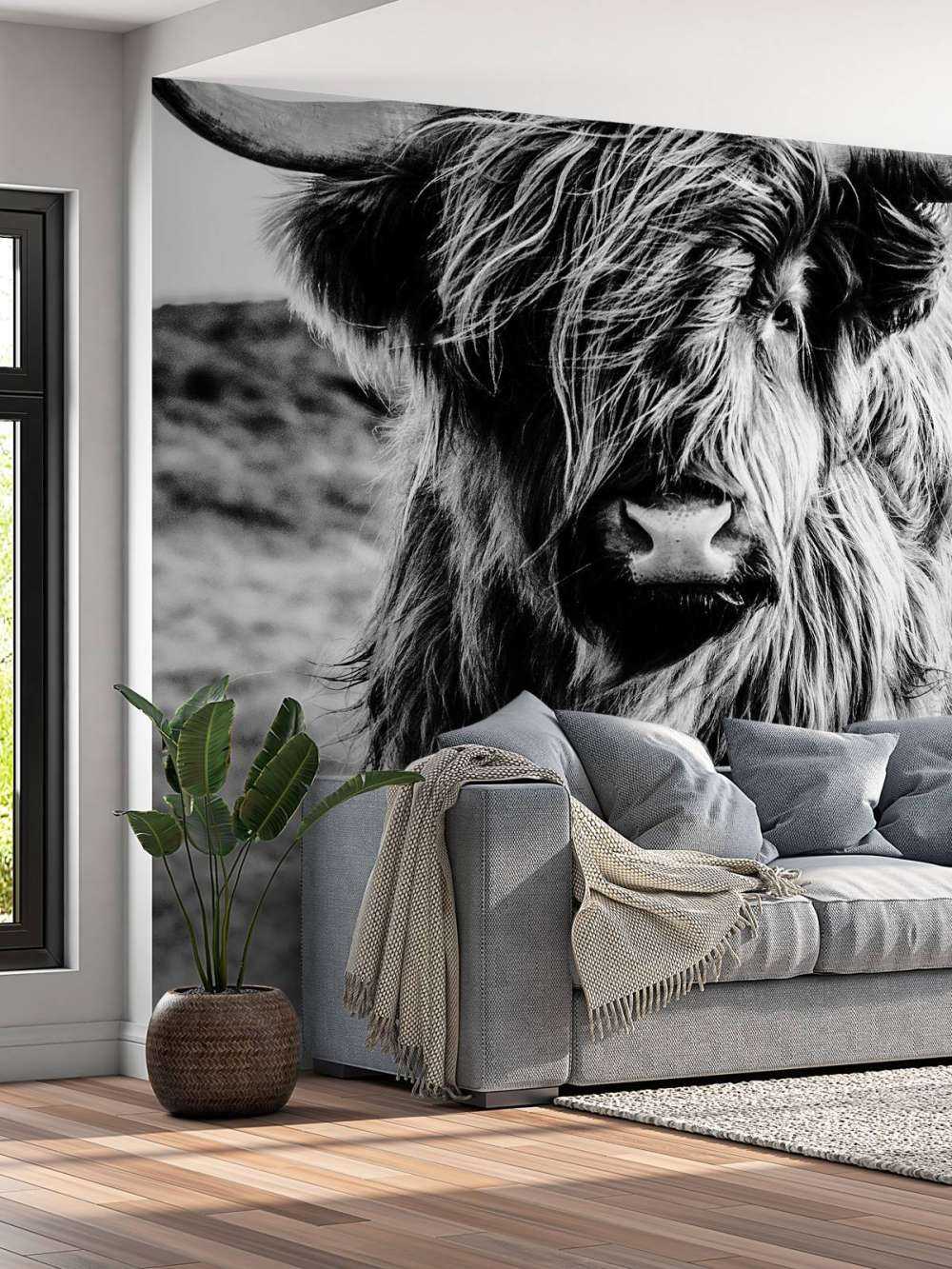 Szkocka rasa wyżynna w czerni i bieli