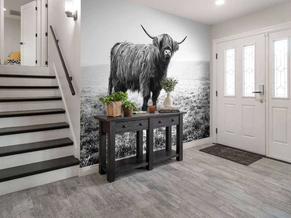 Szkocka rasa wyżynna w trawie