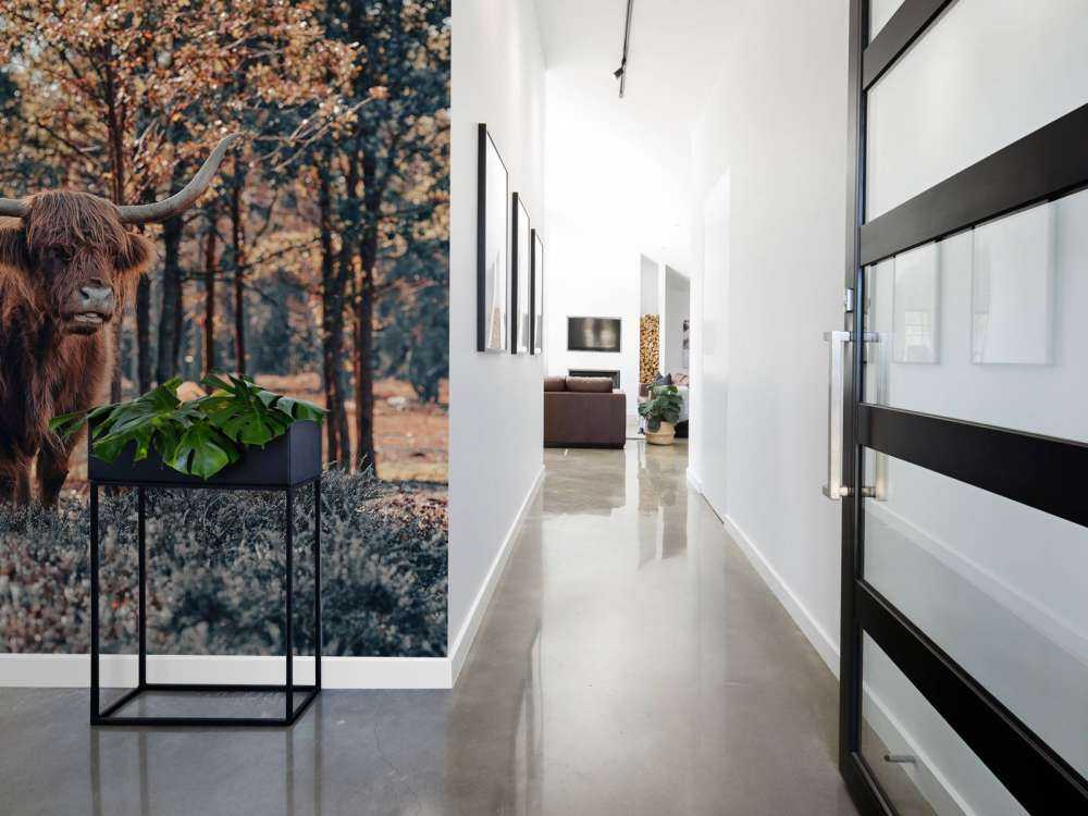 Szkocki góral na skraju lasu