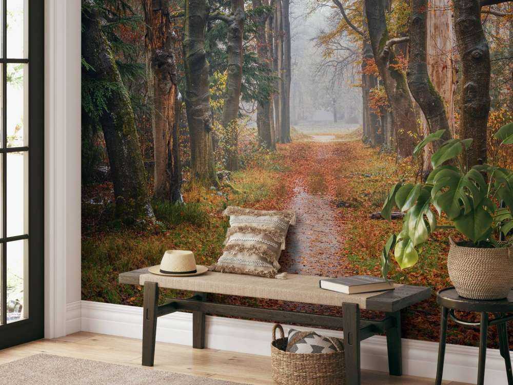 Leśna ścieżka ze starymi drzewami