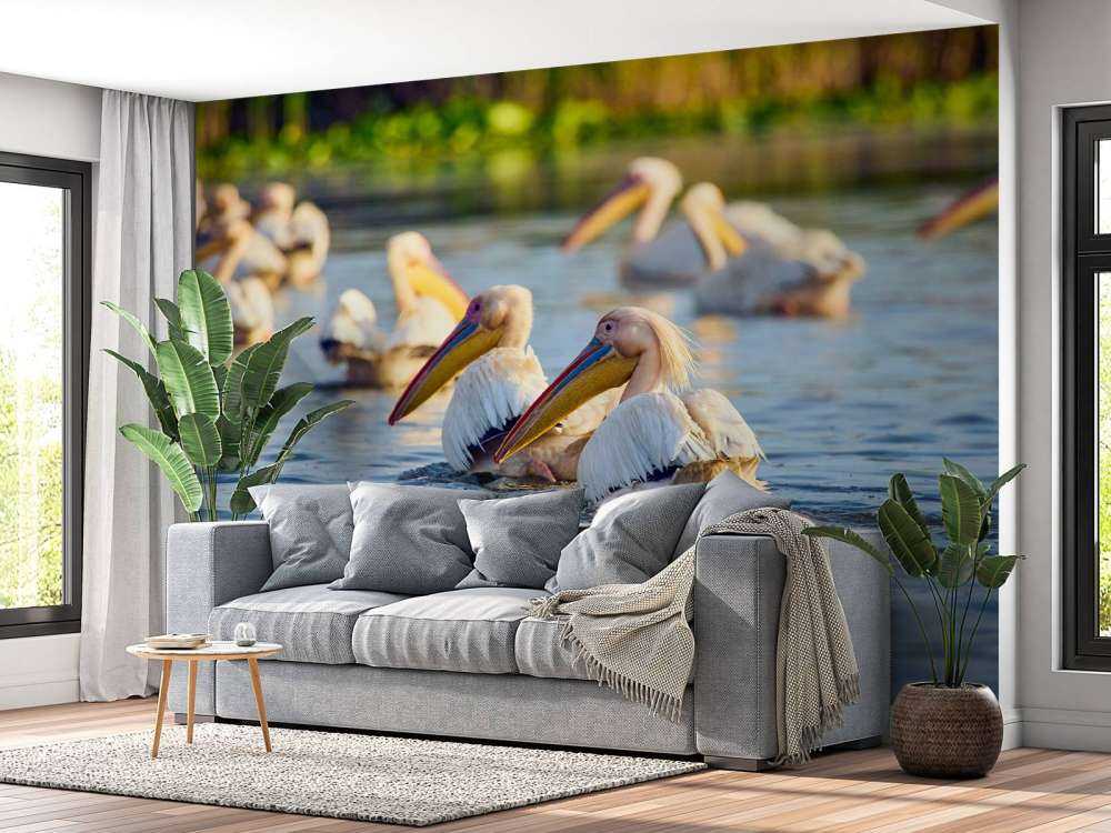 Pelikany na wolności