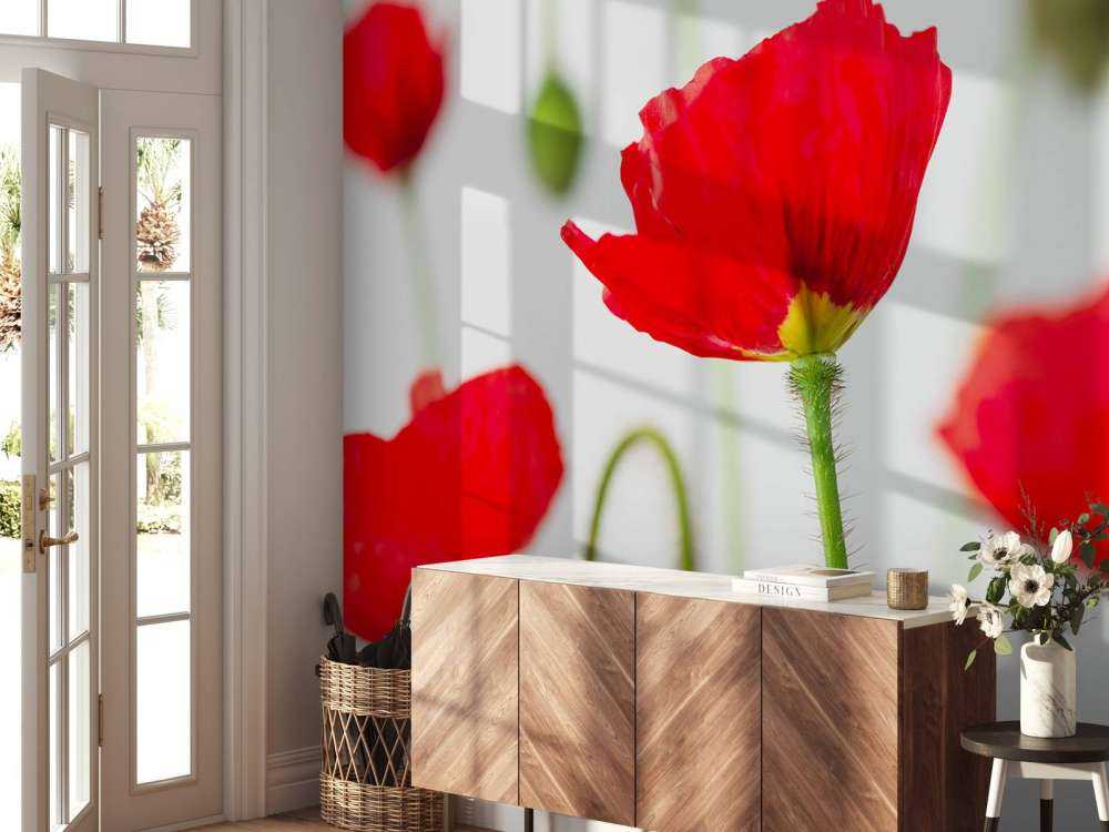 Zbliżenie na czerwone maki