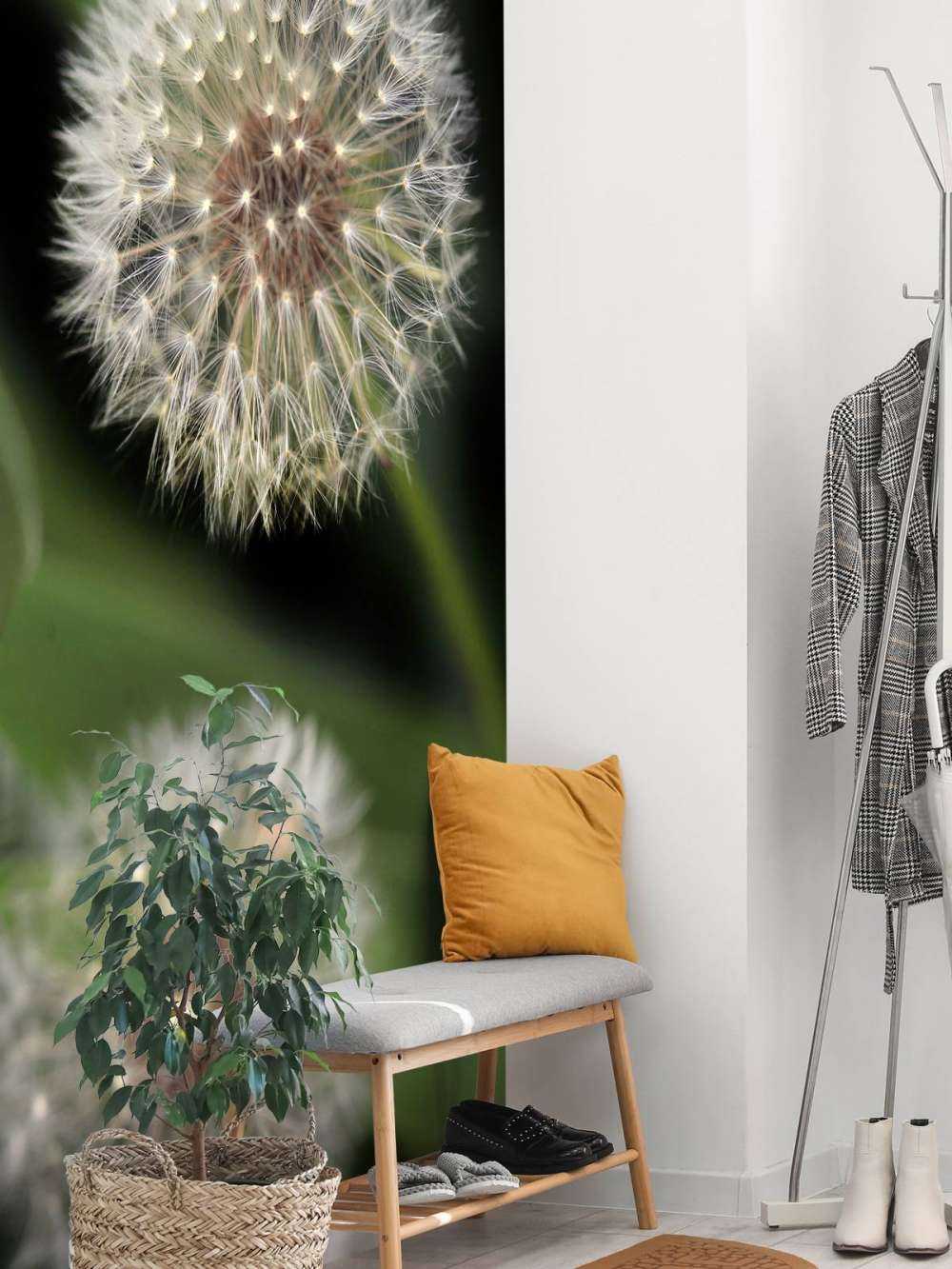 Zbliżenie na mniszki lekarskie