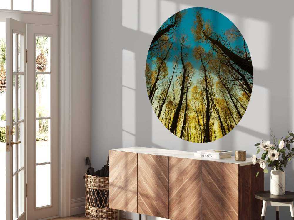 Wschód słońca między wysokimi drzewami