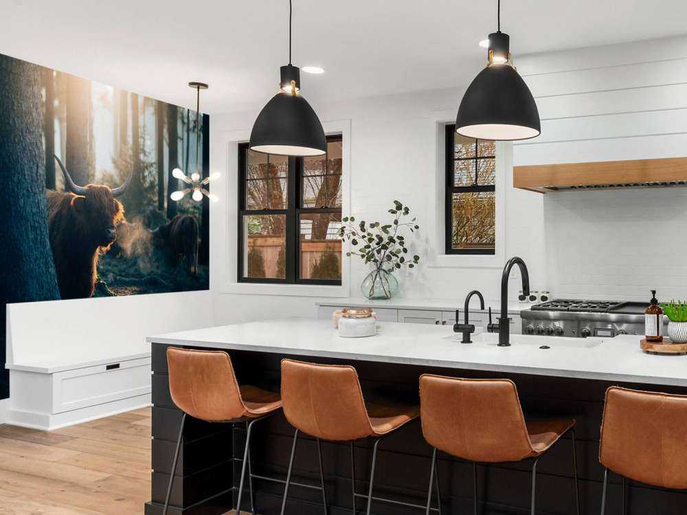 Szkocki byk w porannym świetle