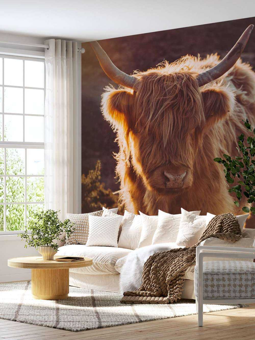 Szkocki wyżyn w słońcu