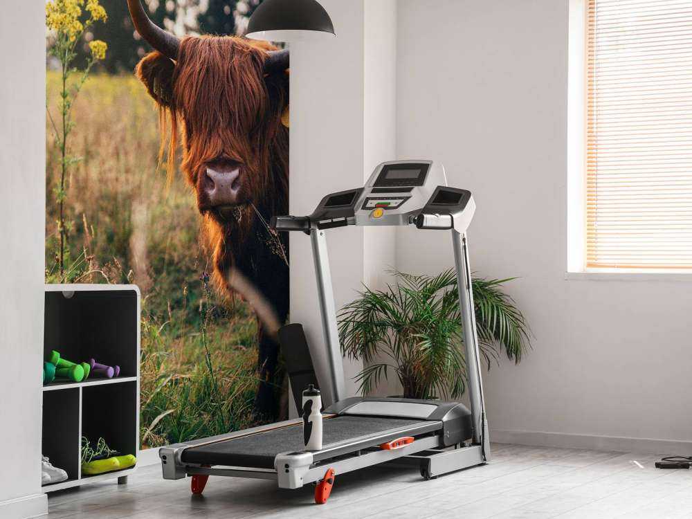 Szkocki wyżyn w wysokiej trawie