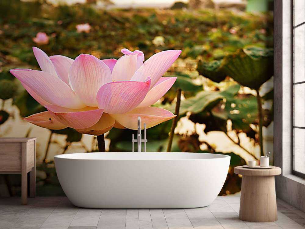 Różowy kwiat lotosu