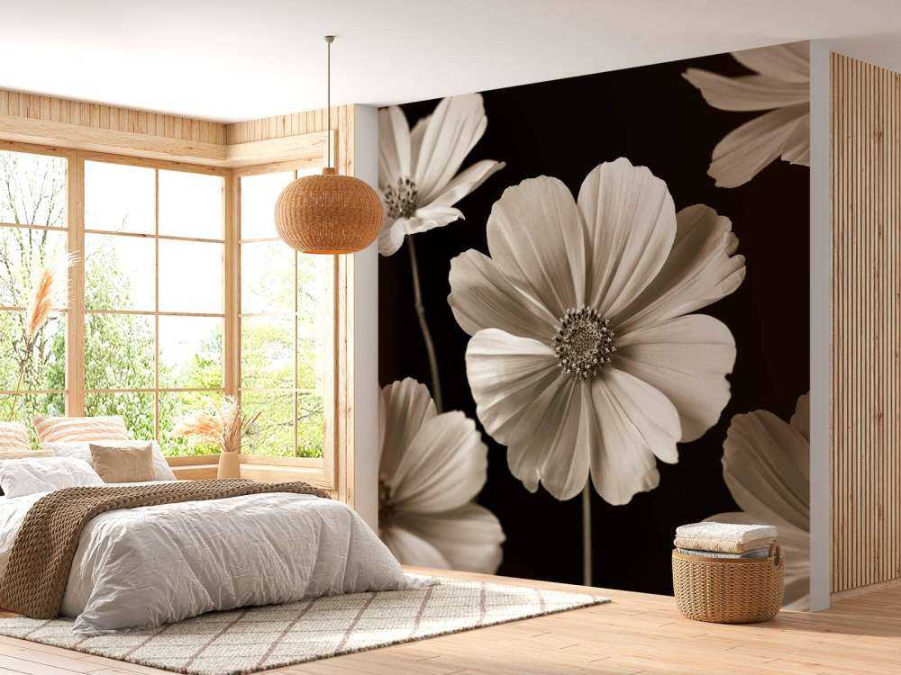 Kilka kwiatów Cosmos