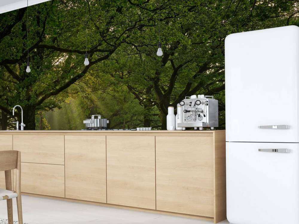 Ścieżka między dębami