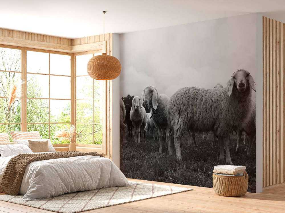 Stado owiec w czerni i bieli