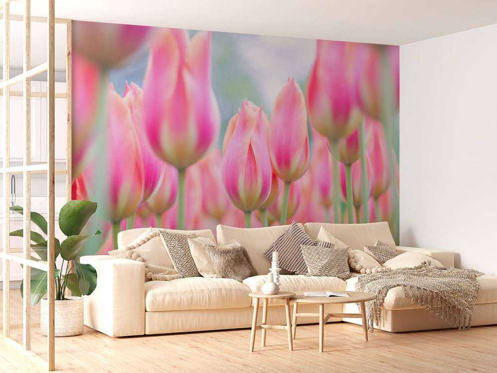 Zbliżenie na różowe tulipany