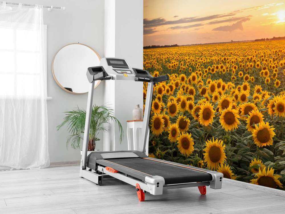 Pole słonecznika z zachodem słońca