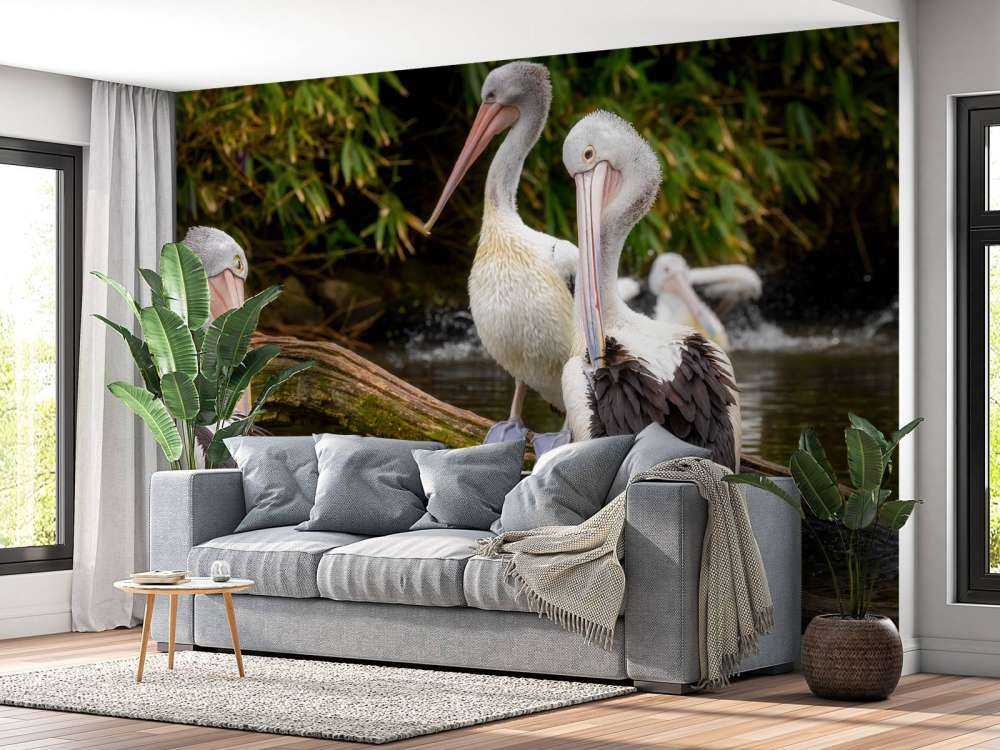 pelikany australijskie