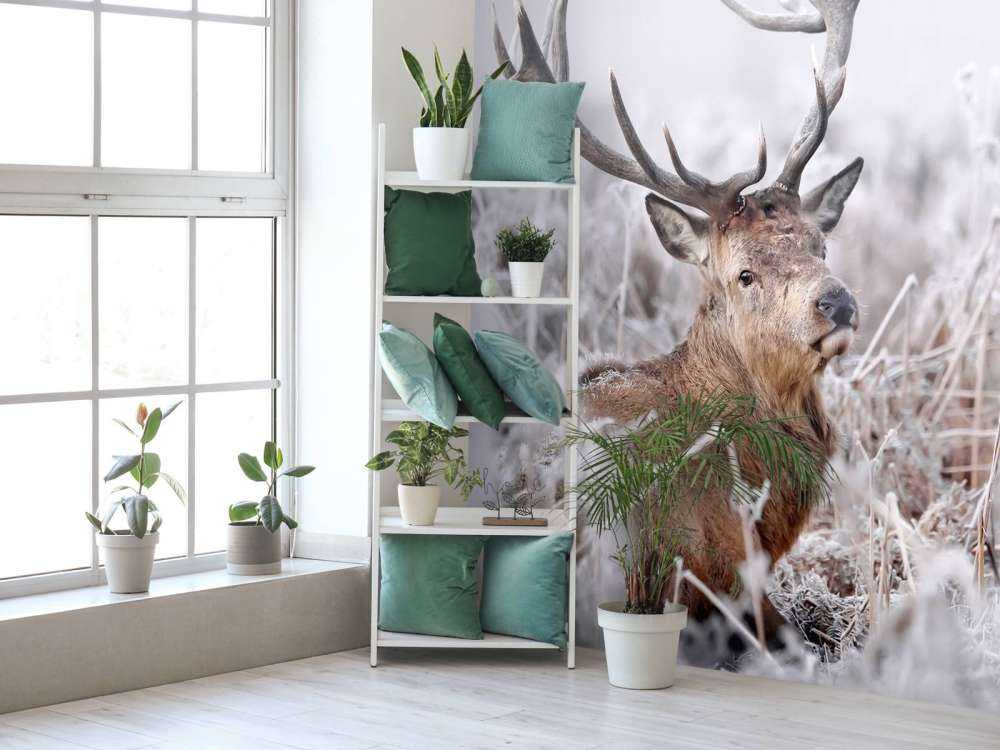 Zimowy sen jelenia szlachetnego